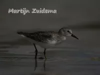 Kleinste strandloper [Calidris minutilla]